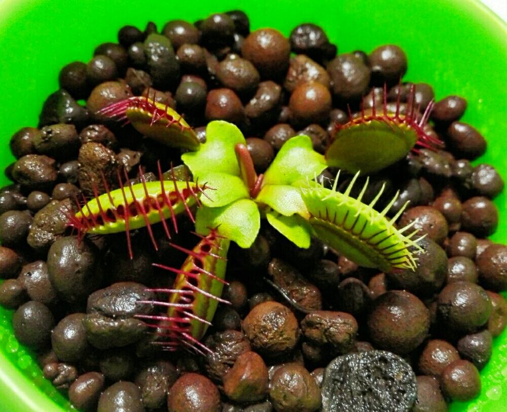 ハエトリソウの投稿画像 By こまいぬさん 食虫植物と植中毒と珍奇植物 17月5月7日 Greensnap グリーンスナップ