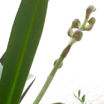 シンガポールの国花の投稿画像一覧 Greensnap グリーンスナップ