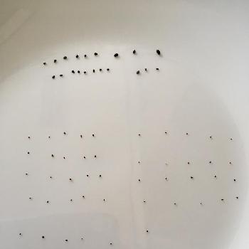 サボテンの種の画像 by soraoさん | 窓辺とサボテンの種と成長記録とサボテン科