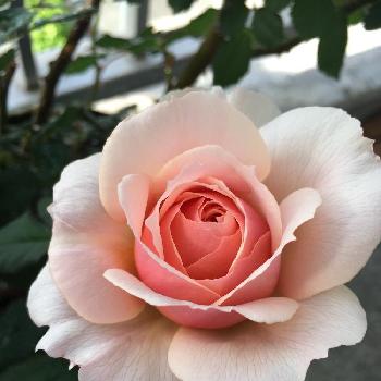 バラ きずなの画像 by chionさん | バルコニー/ベランダとバラ きずなとバラ 鉢植え