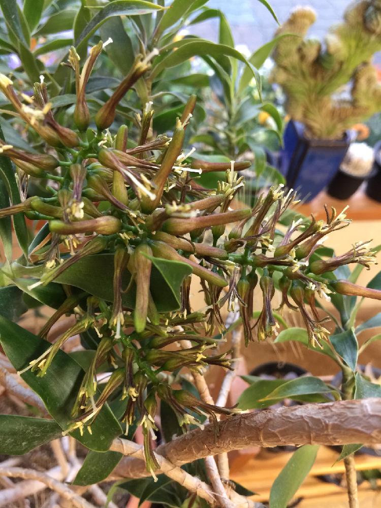 ドラセナソングオブハワイの投稿画像 By うーさん Ap 11 さん 今日のお花と観葉植物と珍しい 17月5月8日 Greensnap グリーンスナップ