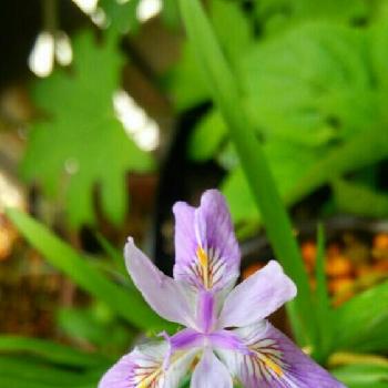 春の茶花の投稿画像一覧 Greensnap グリーンスナップ