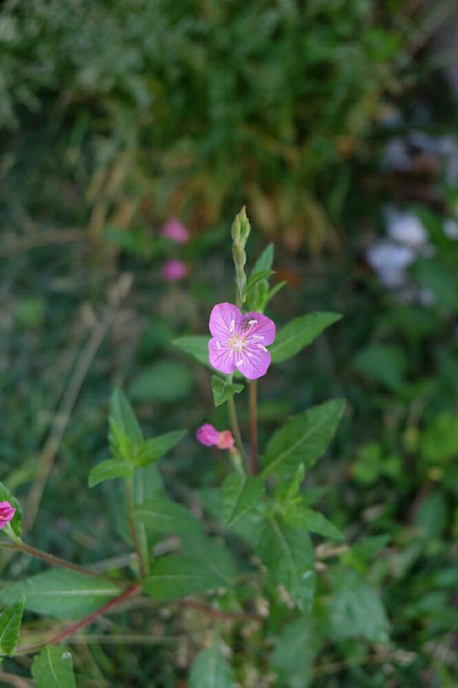 元のピンク 小さい 雑草 ピンク 小さい 春の 花 最高の引用コレクション