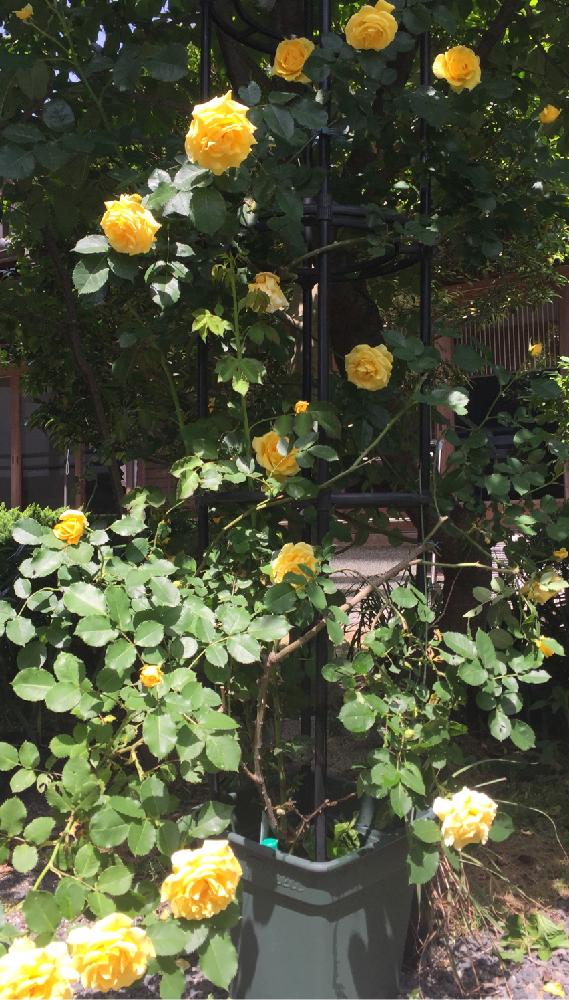 つるゴールドバーニーの投稿画像 By こっこさん つるバラとイエローとバラ 鉢植えと鉢花とオベリスクと鉢植えとバラ オベリスク 17月5月8日 Greensnap グリーンスナップ