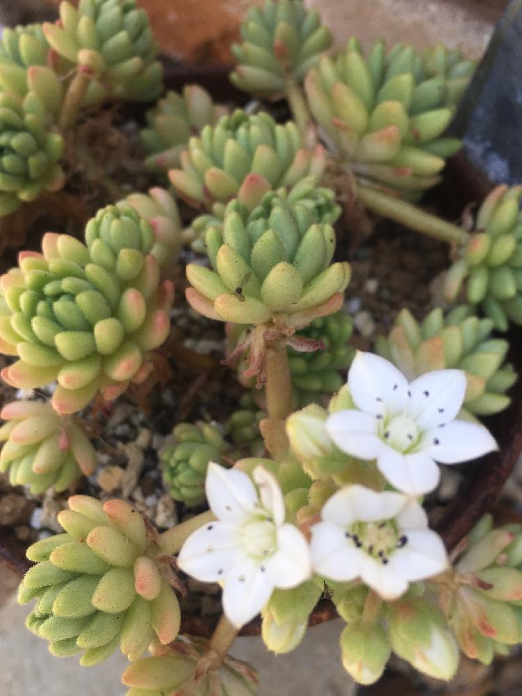 ウインクレリーの投稿画像 By くましゅん さん セダム ウィンクレリーと多肉植物の花とpic加工無しと白い花とセダム属とねっとり系と咲いた 17月5月8日 Greensnap グリーンスナップ