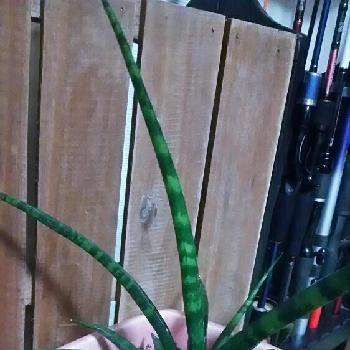 サンスベリアファーンウッドパンクの投稿画像一覧 Greensnap グリーンスナップ