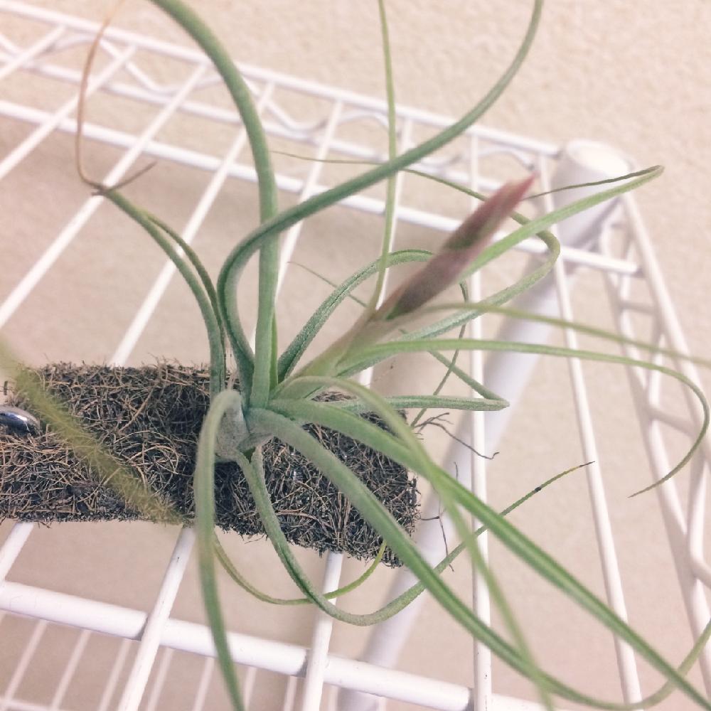 トリココロール ムーンライトの投稿画像 By 鈴蘭さん 花芽と着生植物とエアプランツ チランジアと植物のある暮らしとボタニカルライフとダイソーとno Green No Lifeと植欲と植中毒と今日の一枚とエアプランツとエアープランツ チランジア 17月5月8日 Greensnap