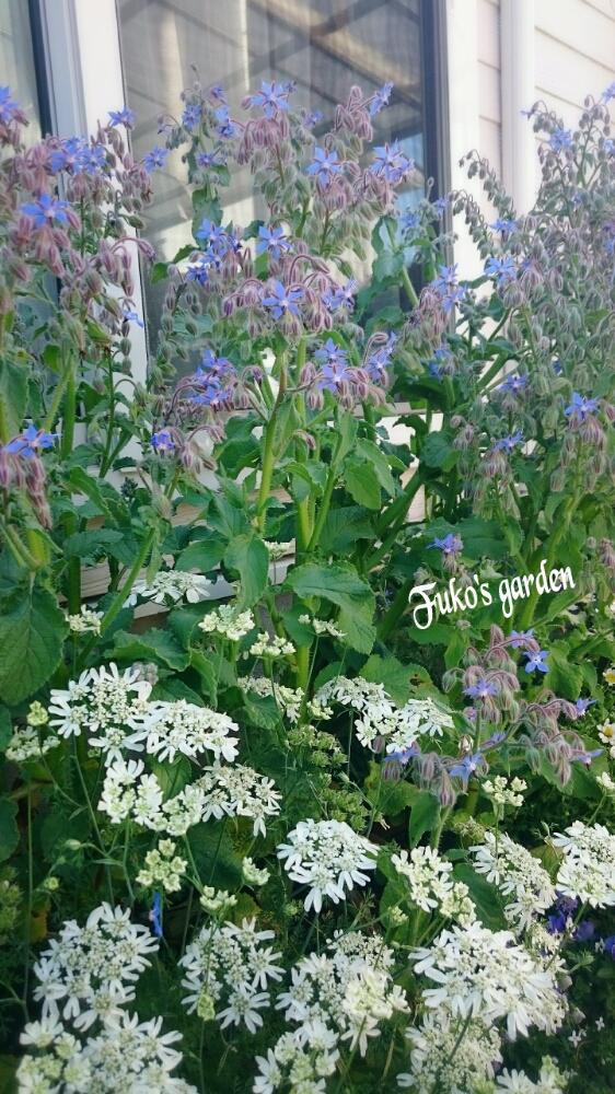 オルレアの投稿画像 By ふうこさん ボリジと我が家の花壇とブルーガーデン 17月5月9日 Greensnap グリーンスナップ