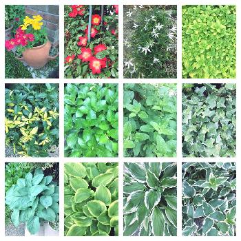 いい匂い♡の画像 by 桃子❁さん | 小さな庭と緑が沢山と色が好きといい匂い♡と元気！と植中毒と今日のお花とこつこつとと集合！と色んな色とお花と素敵