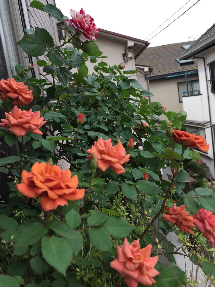ミニバラ テディベアの投稿画像 By デジコタさん 薔薇に魅せられてと今日の一枚とハイポネックスバラ部と可愛いとバラ ミニバラとバラを楽しむと咲いた 17月5月9日 Greensnap グリーンスナップ