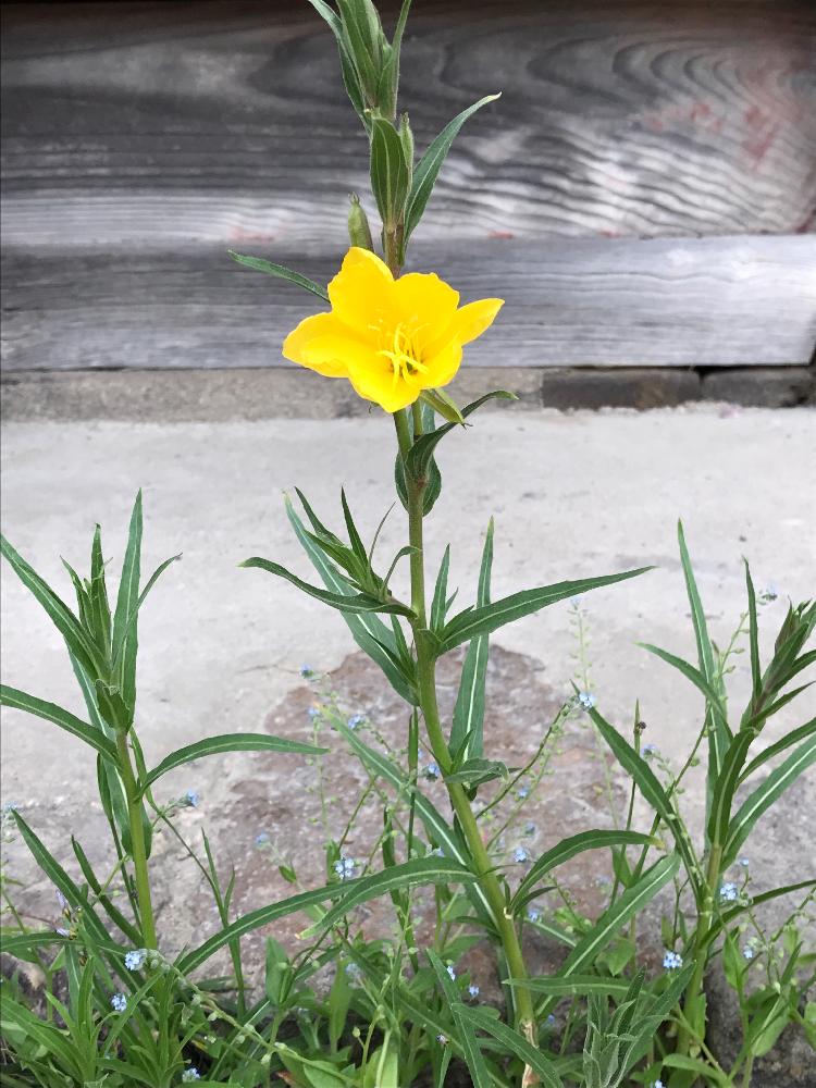 ツキミソウの投稿画像 By ゆきりんさん マツヨイグサ属とさいた と月見草 とかわいい とこの花が好き 17月5月9日 Greensnap グリーンスナップ