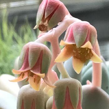 フ96の画像 by エリザベス96さん | バルコニー/ベランダとフレーベルとフレベールと多肉植物と多肉花芽とは行とフ96と96花ピンク色