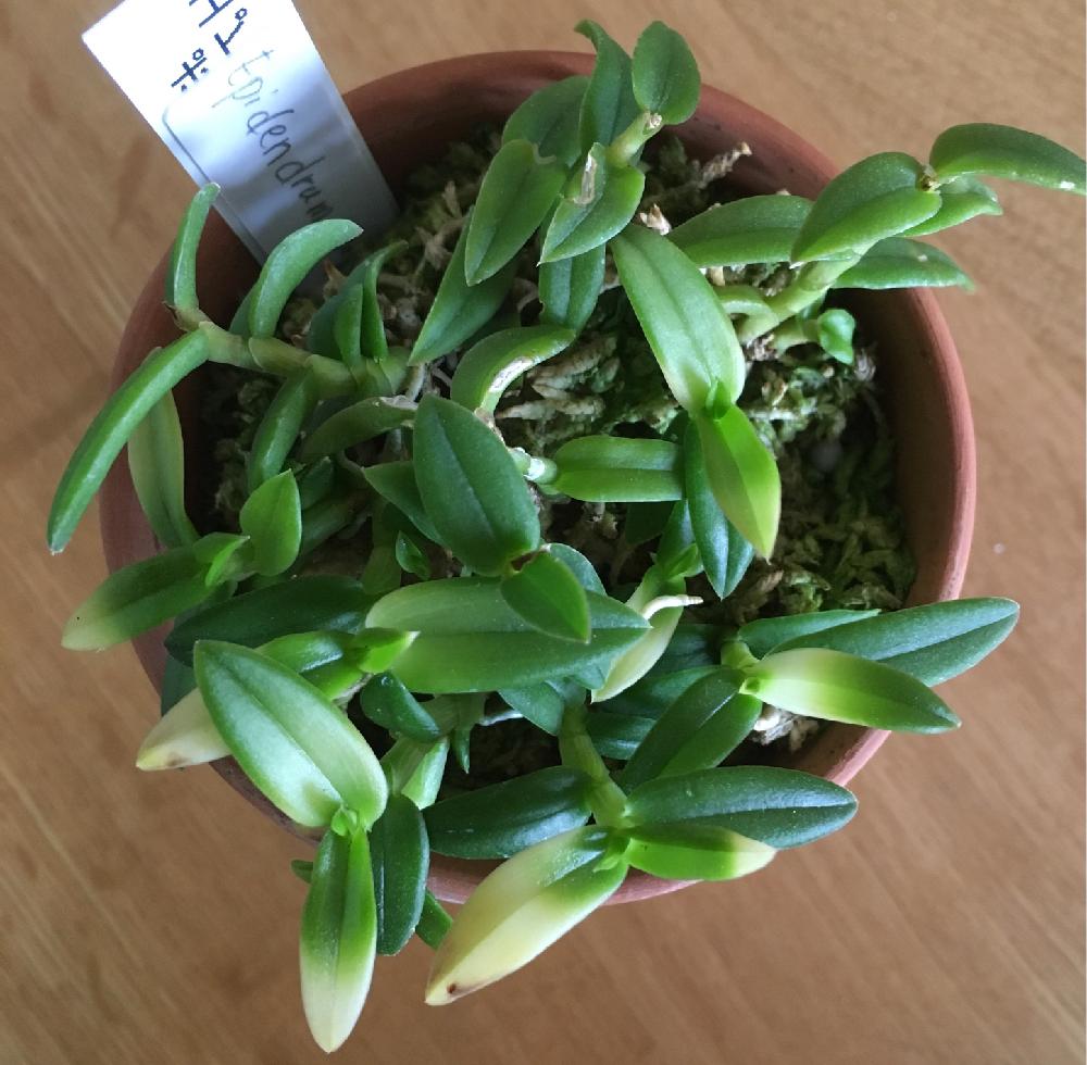 バルコニー ベランダの投稿画像 By ミモ3さん 着生植物と原種と着生ランとラン科とorchidとepidendrum Porpaxとミニチュアオーキッドと相談とepidendrumと洋蘭原種とエピデンドラム属とエピデンドラム ポーパックスと着生植物と原種と着生ランとラン科とorchidと