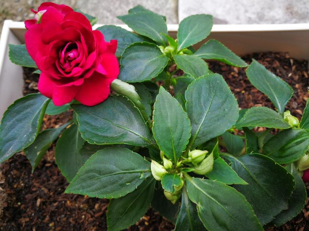 カリフォルニアローズフェスタグランデの投稿画像 By Ricoさん 玄関とやっぱり花が好き と日陰とインパチェンス と今日のお花とカリフォルニアローズ フィエスタとやっぱり花が好き と日陰とインパチェンス と今日のお花とカリフォルニアローズ フィエスタ 17月5