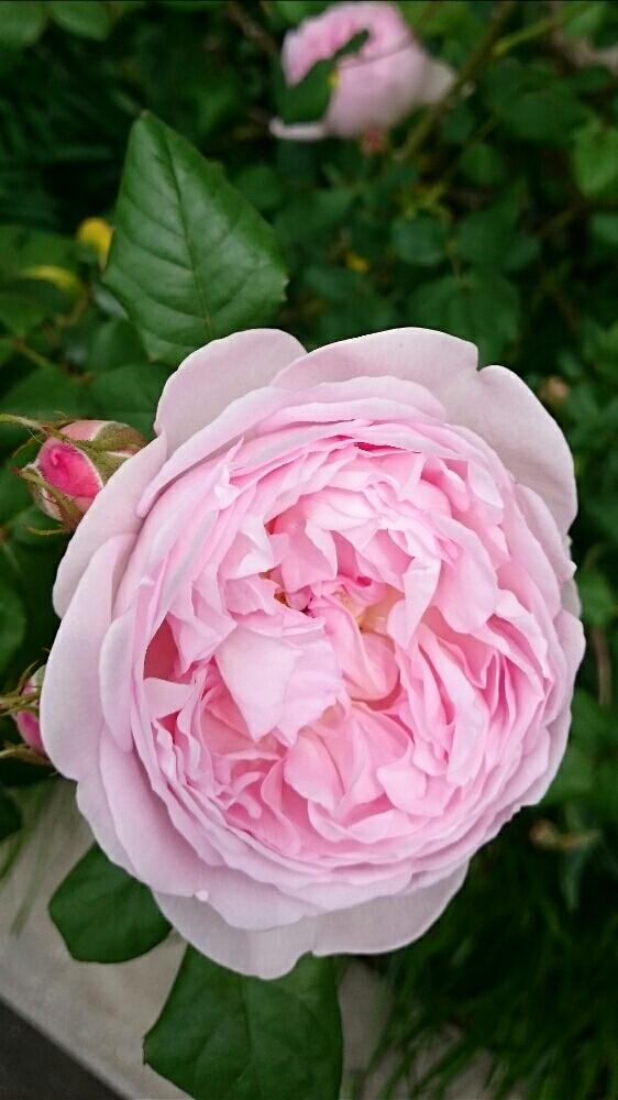 大きい花の投稿画像 By Yoo さん ピンクの花とかわいい ときれいとバラ好きとバラの地植え 17月5月9日 Greensnap グリーンスナップ