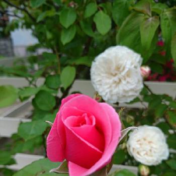 薔薇 ソンブレイユの投稿画像一覧 Greensnap グリーンスナップ 薔薇 ソンブレイユの投稿画像一覧 Greensnap グリーンスナップ