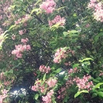 何ていう植物？の画像 by 松永種苗店(セメント町)さん | お出かけ先とタニウツギとピンクの花と何ていう植物？と今日の一枚と発見✨と雨の日