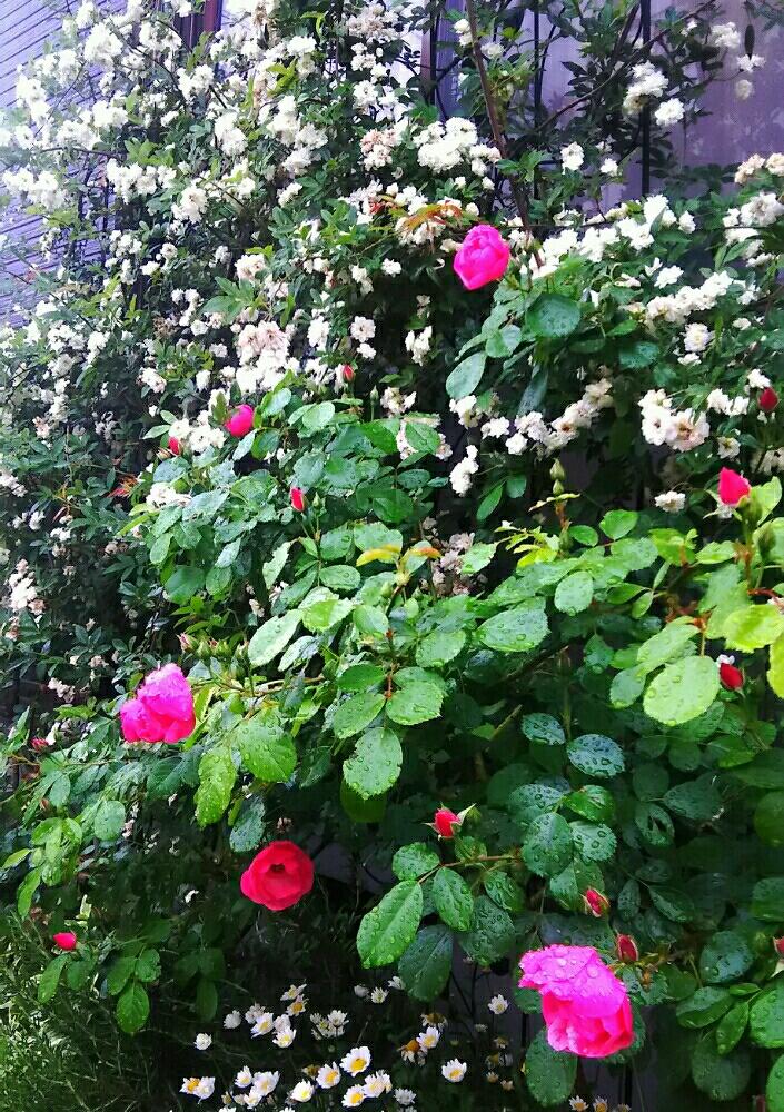 アンジェラの投稿画像 By いちご姫さん ノースポールと白モッコウバラとローズマリーとピンクの花とつるバラと花のあるの暮らしとガーデニングと白い花 17月5月10日 Greensnap グリーンスナップ