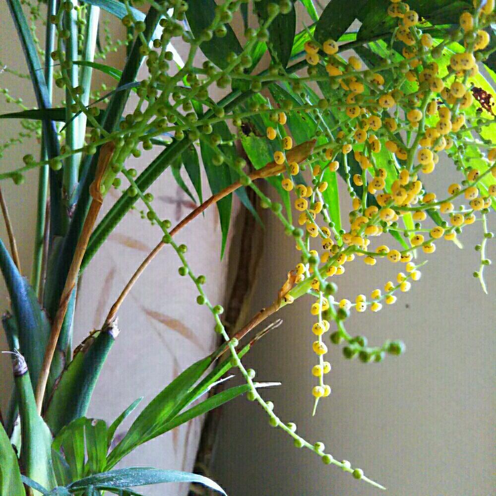 観葉植物の投稿画像 By よっちえさん テーブルヤシの花と テーブルヤシ 17月5月10日 Greensnap グリーンスナップ
