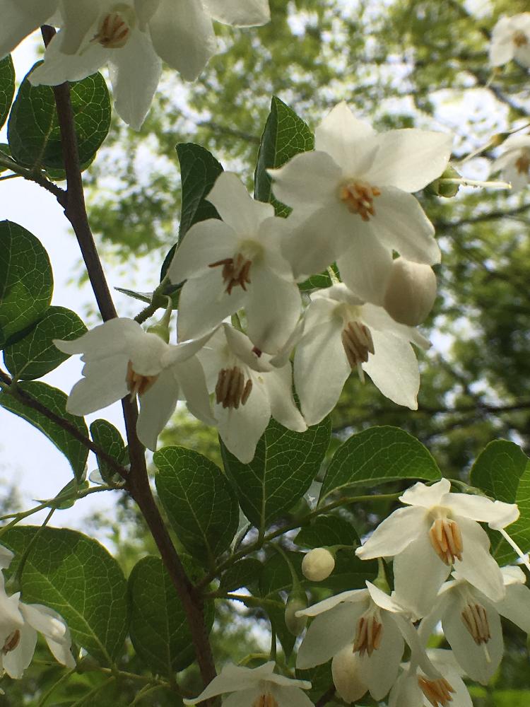 5枚の投稿画像 By オキザックさん 6枚とエゴノキの花と5枚と上品と公園と白い花といい香り 17月5月10日 Greensnap グリーンスナップ