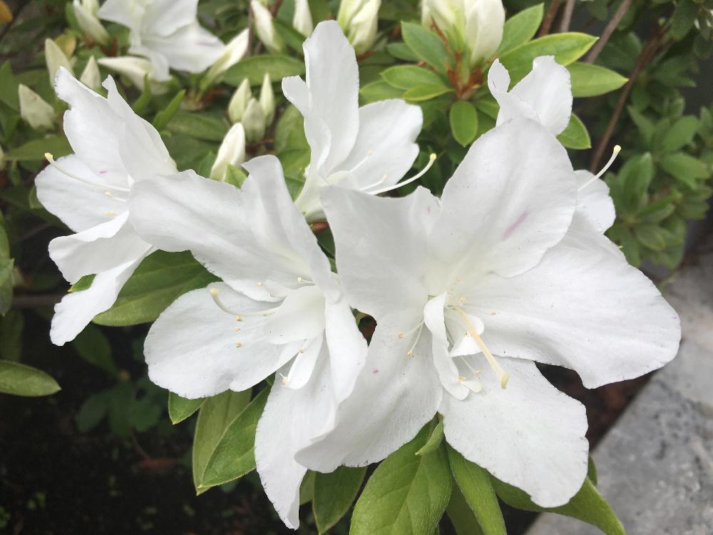 ツツジの投稿画像 By Pinkalicious775さん 白い花と ツツジとツツジ科と春の風景 17月5月10日 Greensnap グリーンスナップ