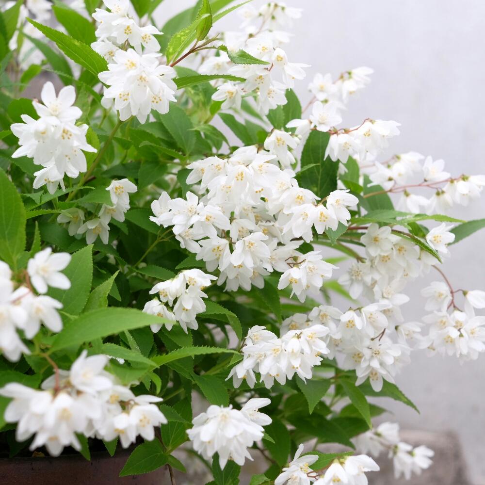 ヒメウツギの投稿画像 By ハルヒツジさん インテリアと鉢植えと白い花と咲いた と鉢植えと白い花と咲いた 17月5月10日 Greensnap グリーンスナップ Greensnap グリーンスナップ