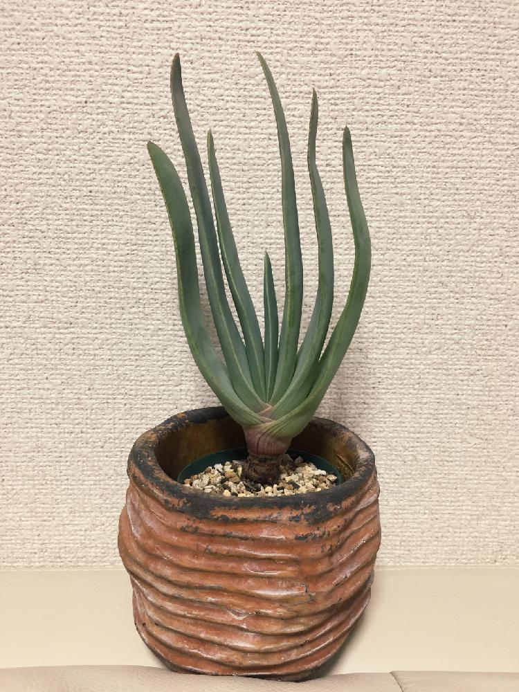アロエ プリカティリスの投稿画像 By たんたんさん 観葉植物と熱帯植物と多肉植物と希少植物と珍奇植物 17月5月10日 Greensnap グリーンスナップ