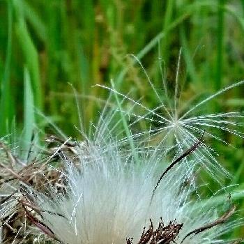 アメリカオニアザミの綿毛の投稿画像一覧 Greensnap グリーンスナップ