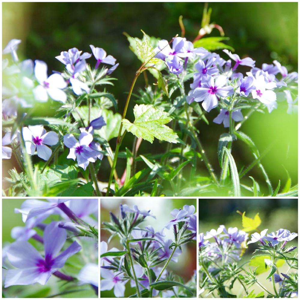 紫の花の投稿画像 By クリ さん 耐寒性宿根草と宿根フロックスとフロックスとフロックス ピロサ ムーディ ブルーと広い庭と紫の花と耐寒性宿根草 17月5月11日 Greensnap グリーンスナップ Greensnap グリーンスナップ