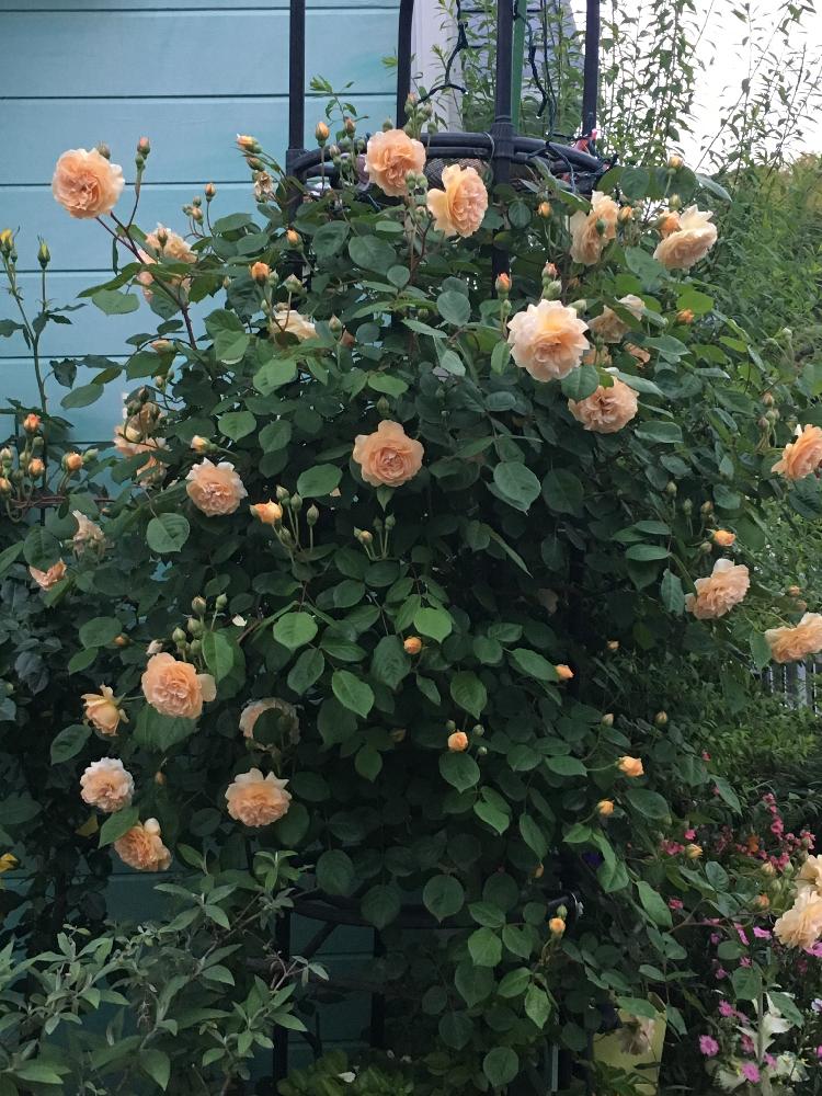 いい香り の投稿画像 By マーミンさん つるバラとバラ 鉢植えと我が家の花壇とオベリスクとビタミンカラー とオレンジ色 17月5月11日 Greensnap グリーンスナップ