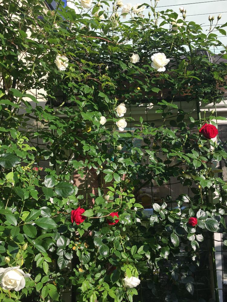 白いバラの投稿画像 By マーミンさん 壁面緑化 とつるバラと我が家の花壇とトレリス仕立てと白と赤とバラの地植え 17月5月11日 Greensnap グリーンスナップ