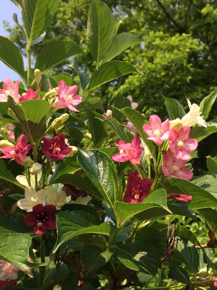 ウツギの投稿画像 By ストングママさん ピンクの花とまんかいと白の花とウツギ 17月5月11日 Greensnap グリーンスナップ