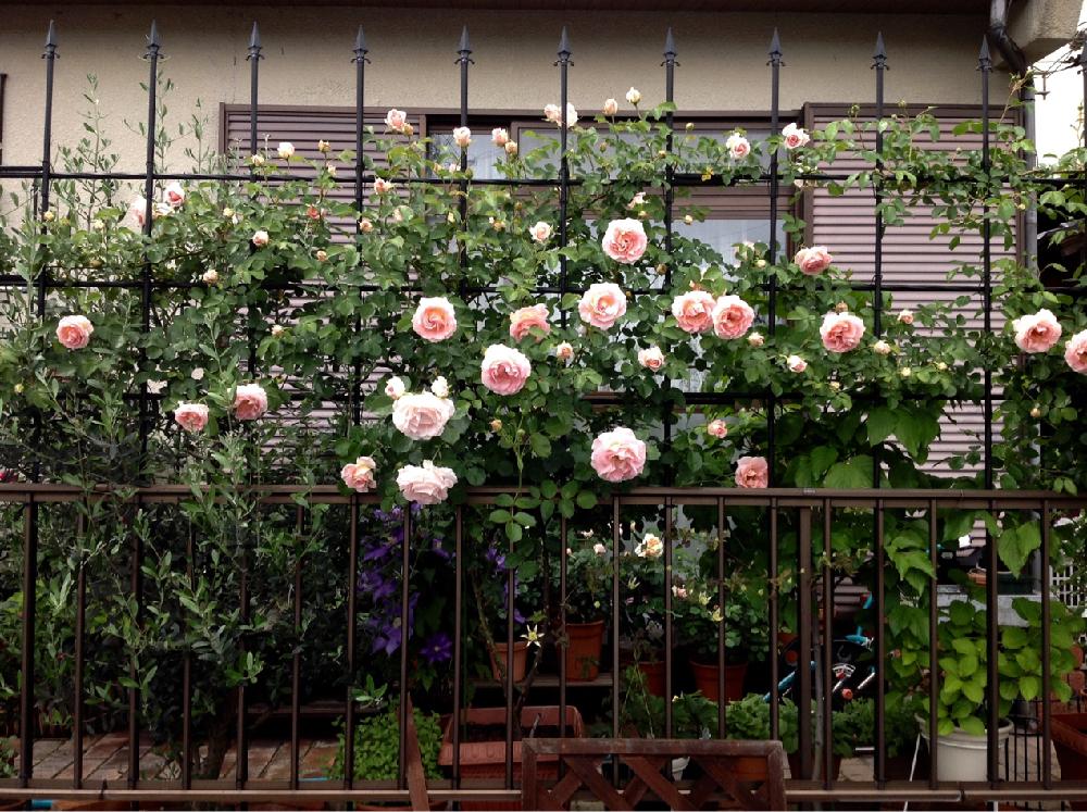 バラ 鉢植えの投稿画像 By 鹿乃古さん つるバラ 17月5月11日 Greensnap グリーンスナップ