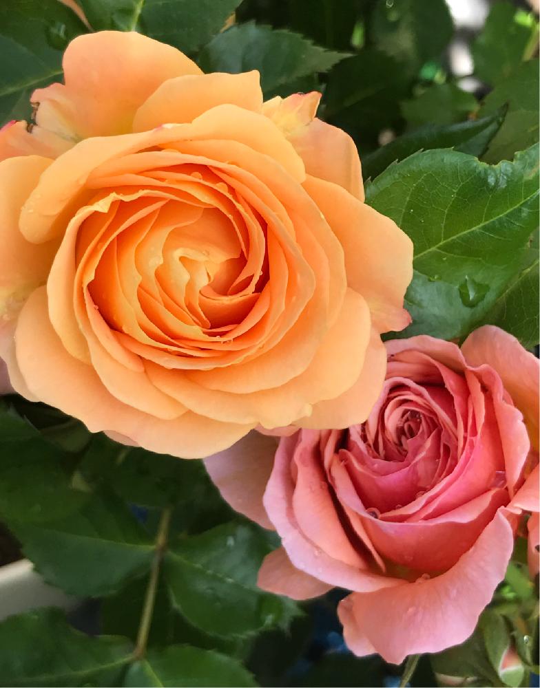 バラ かおりかざりの投稿画像 By なるとさん バラ ラドルチェヴィータとバラとマイ コレクションと花自慢とバラ 鉢植えと日本のバラと植中毒と香りの良い バラとデルバールとガーデニングとロザリアン 17月5月11日 Greensnap グリーンスナップ