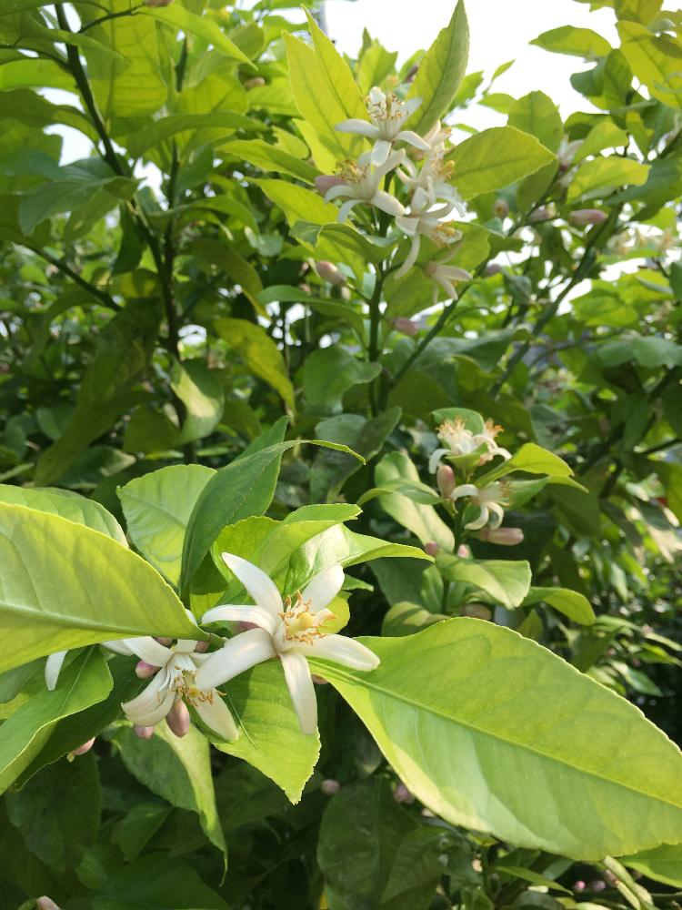 挿し木の投稿画像 By しおっとろさん 果物と成長中と植中毒と果実とレモンの木と白い花 17月5月11日 Greensnap グリーンスナップ