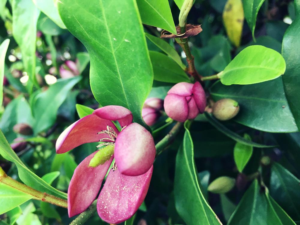 カラタネオガタマの投稿画像 By Radixさん カラタネオガタマポートワインとムラサキの花と今日の一枚と赤紫色の花といい香りとガーデニングと咲いた 17月5月11日 Greensnap グリーンスナップ