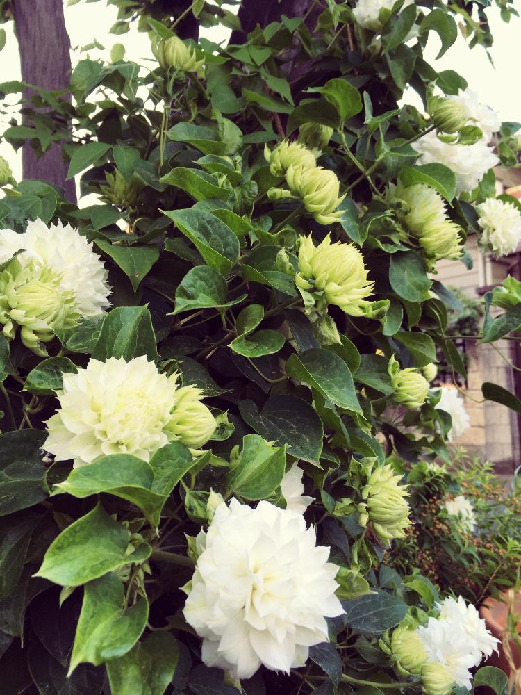 クレマチス ダッチェス オブ エディンバラの投稿画像 By 白うさぎさん さいた と白花と植中毒と今日のお花と八重咲きと祭りと白い花が好き 17月5月11日 Greensnap グリーンスナップ