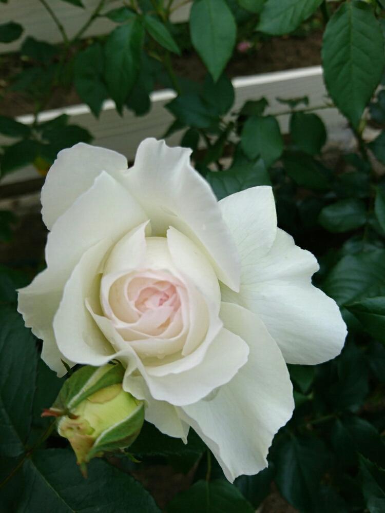 バラ ボレロの投稿画像 By 林檎さん Diy女子とトゲトゲと強香と良い香り と薔薇に魅せられてとバラ 鉢植えと植中毒とつる性植物と四季咲きと可愛い と白い花とロザリアンと京成バラ園芸フォトコン 17月5月11日 Greensnap グリーンスナップ