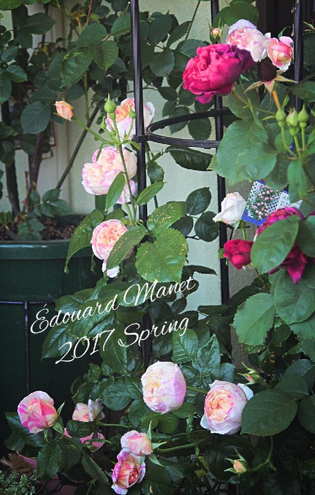 エドゥアールマネの投稿画像 By Marrieさん バラ シュラブローズと見頃と今日のお花とデルバールとかわいいと薔薇 とバラ ミニバラとバラを楽しむと咲いた 17月5月11日 Greensnap グリーンスナップ