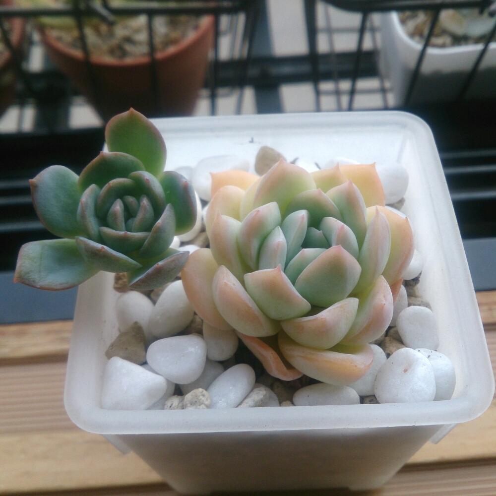 スイレンの投稿画像 By ちいさん ウォーターリリーと窓辺と多肉植物とがんばれ がんばれ と多肉成長記録とエケベリア女子とエケベリア属と多肉お子様と買ったよ とかわいいな と多肉植物とがんばれ がんばれ と多肉成長記録とエケベリア女子とエケベリア属と多肉