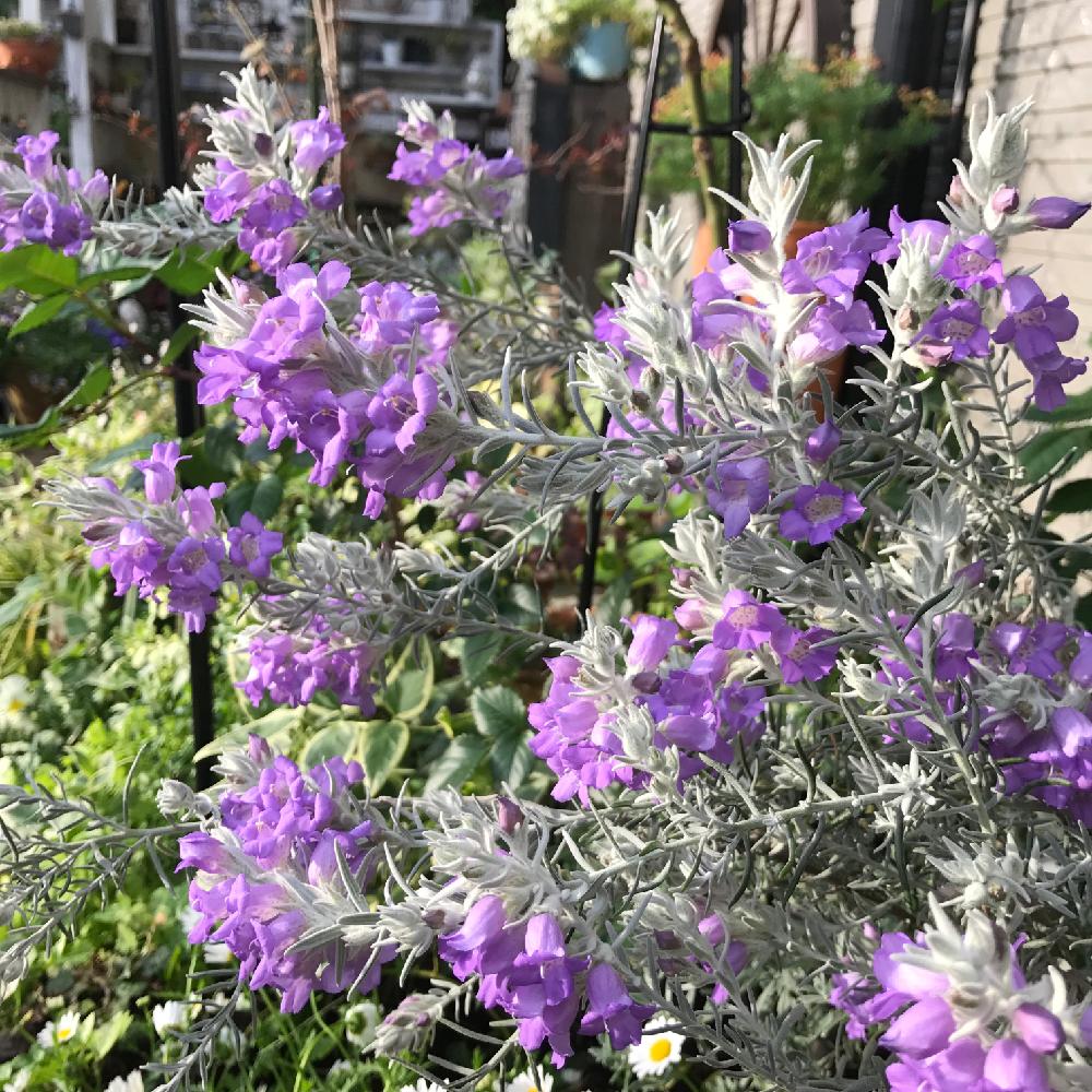 エレモフィラニベアの投稿画像 By Amiさん 春のお花と植物のある暮らしと手作りの庭と花壇diyとガーデニングと花のある暮らしとami S Garden 17月5月11日 Greensnap グリーンスナップ