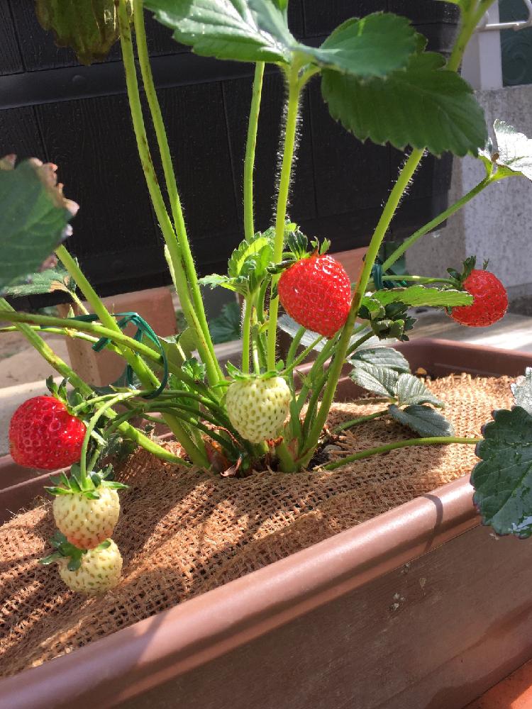 イチゴ みのりくんの投稿画像 By Ayu7さん 家庭菜園とナチュラルスタイルと嬉しい と赤い実 17月5月12日 Greensnap グリーンスナップ