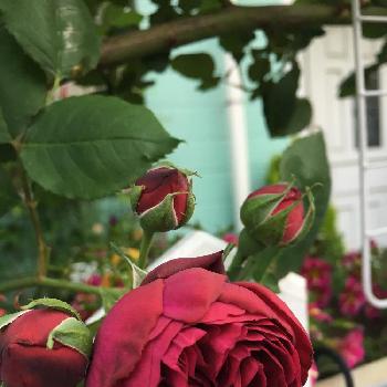 濃い赤紫の画像 by マーミンさん | 玄関と玄関前にといい香り❤と濃い赤紫とカラフルとつるバラと咲き始めとフェンス沿いとバラの地植えとアクセントと赤いバラ