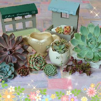 花うらら 交配種 の投稿画像一覧 Greensnap グリーンスナップ