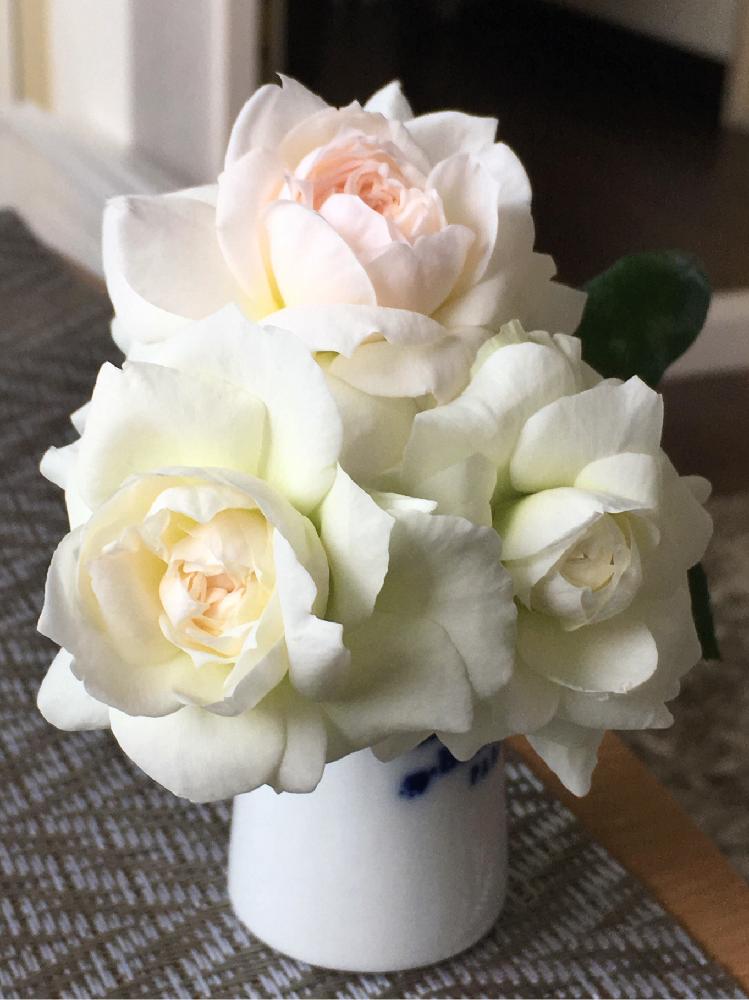 バラ ボレロの投稿画像 By Risingxmoonさん いい香りとバラ 鉢植えと明るい日陰と京成バラ園芸フォトコン 17月5月12日 Greensnap グリーンスナップ