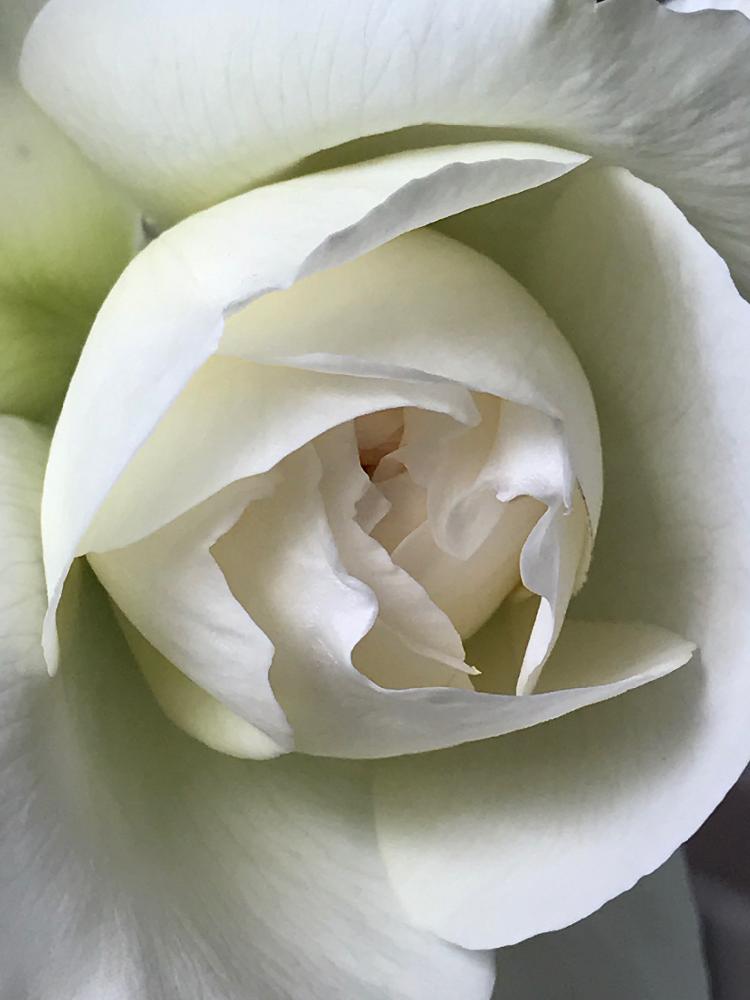 良い香り の投稿画像 By Mamisazさん 半日陰とボレロ バラと日陰と鉢植えと白い花 17月5月12日 Greensnap グリーンスナップ