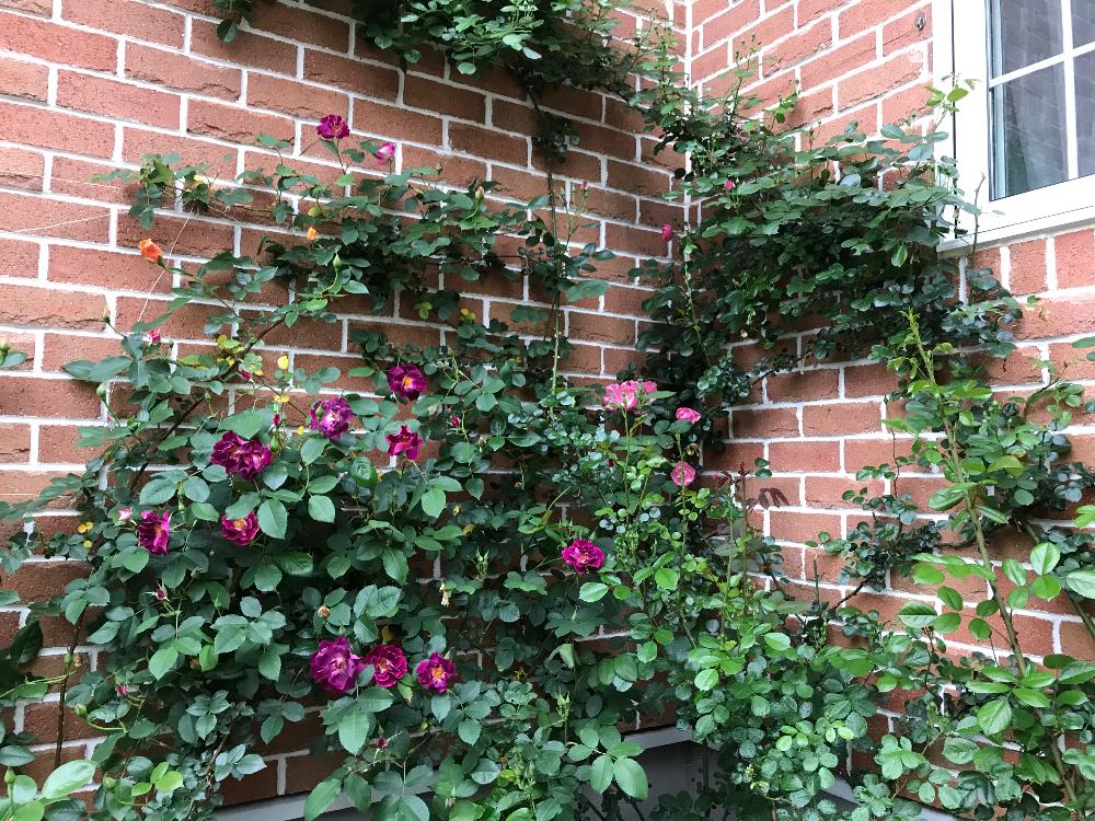 バラ壁面の投稿画像 By Taka4volvoさん つるバラとバラの地植えとバラ ミニバラとバラを楽しむ 17月5月12日 Greensnap グリーンスナップ