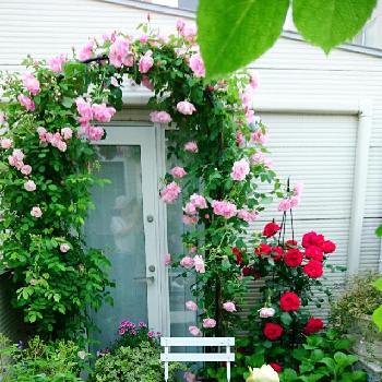 ダブリンベイの投稿画像一覧 Greensnap グリーンスナップ