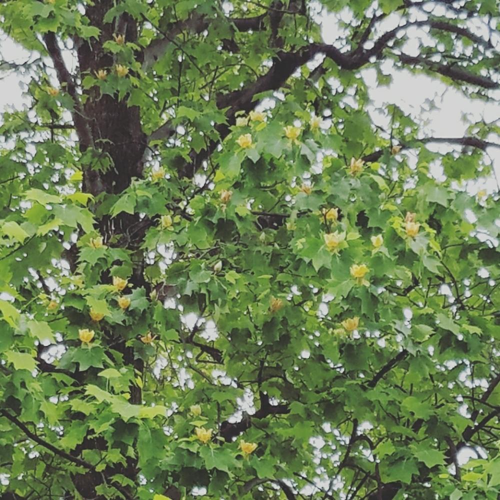 すずかけの木の投稿画像 By このはなこゆきさん 近所の花と今日の一枚と公園の木と咲いてますよ とプラタナスの花 17月5月12日 Greensnap グリーンスナップ