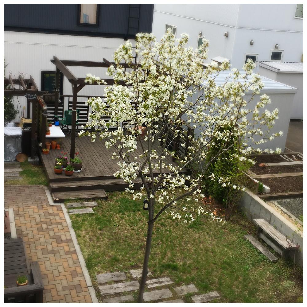 ジューンベリーの投稿画像 By ロングさん 果樹と咲いた と庭木とウッドデッキ 17月5月13日 Greensnap グリーンスナップ